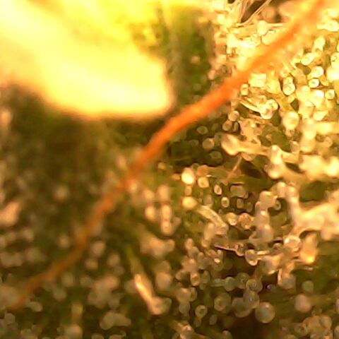 Gg - Royal Queen growlog photo: Checking Trichomes