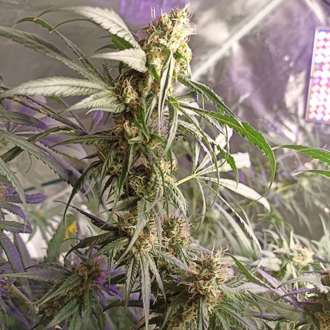 Gg - Royal Queen growlog timeline photo