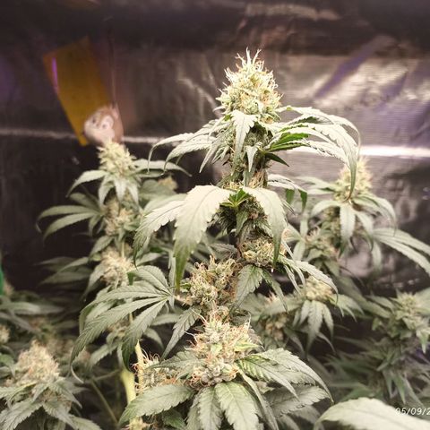Gg - Royal Queen growlog timeline photo