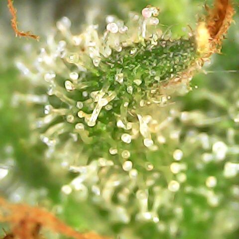 Gg - Royal Queen growlog photo: starting ember