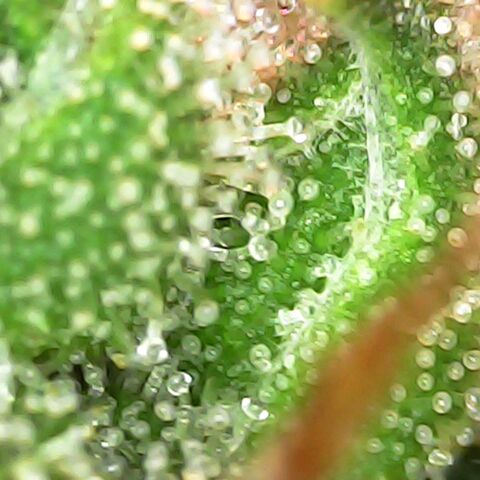 Gg - Royal Queen growlog photo: starting ember