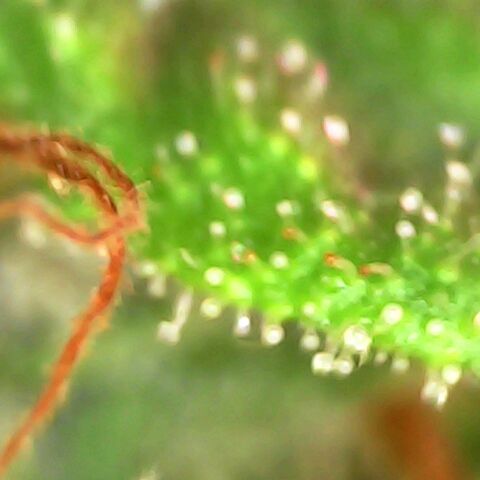 Gg - Royal Queen growlog photo: starting ember