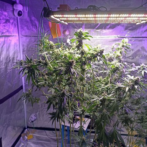 Gg - Royal Queen growlog timeline photo
