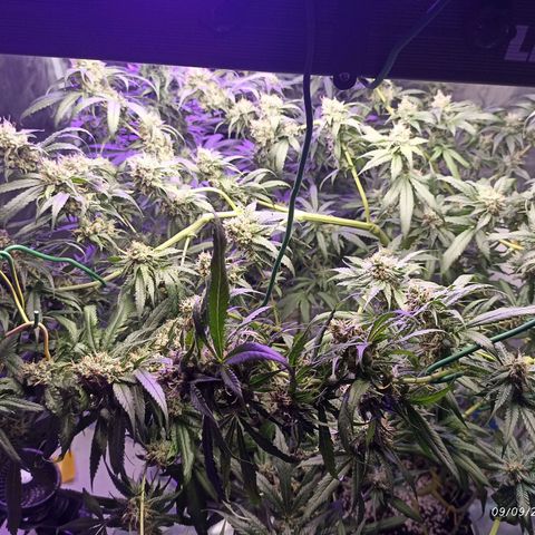 Gg - Royal Queen growlog timeline photo