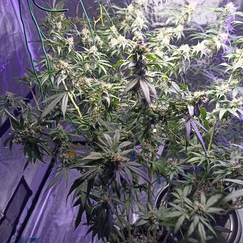 Gg - Royal Queen growlog timeline photo