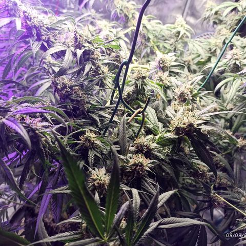 Gg - Royal Queen growlog timeline photo
