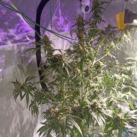 Gg - Royal Queen growlog photo: moving aside as she is kinda full for light
