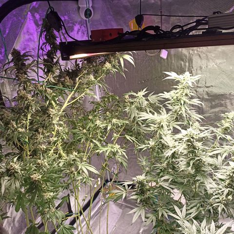 Gg - Royal Queen growlog timeline photo