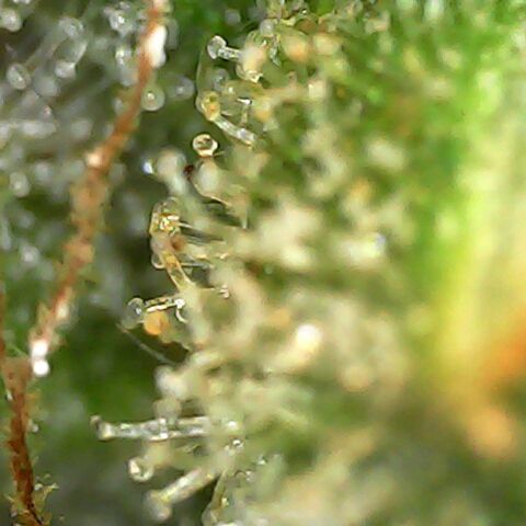 Gg - Royal Queen growlog timeline photo