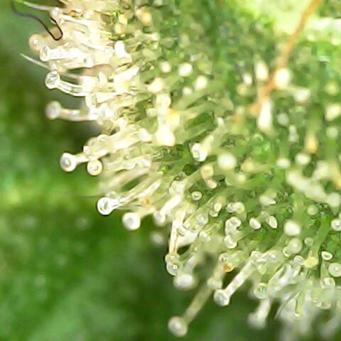 Gg - Royal Queen growlog timeline photo