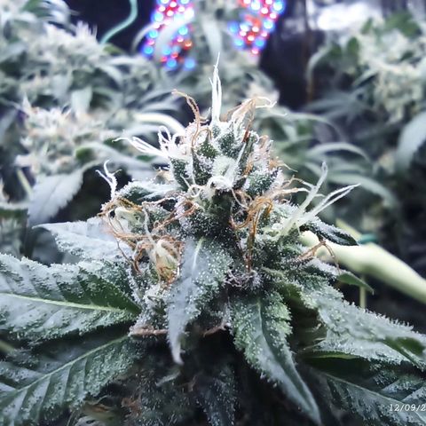 Gg - Royal Queen growlog timeline photo