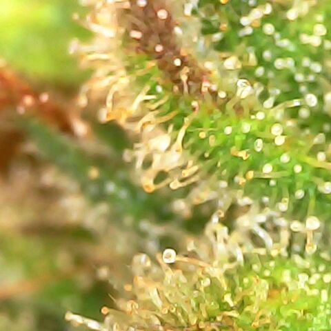 Gg - Royal Queen growlog timeline photo