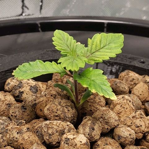 Bagler growlog timeline photo