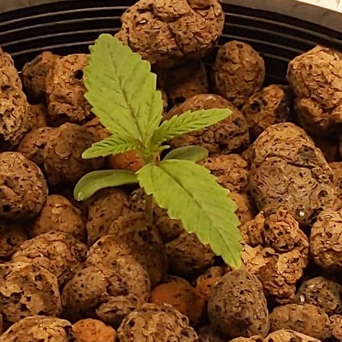 Baby jack growlog timeline photo