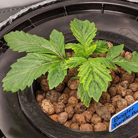 Bagler growlog timeline photo