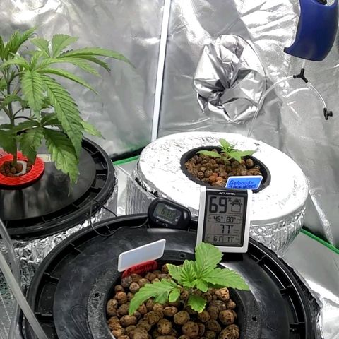 Baby jack growlog timeline photo