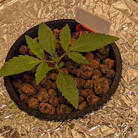 Baby jack growlog timeline photo