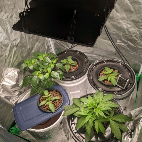 Baby jack growlog timeline photo