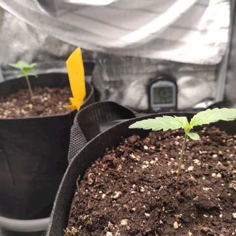 Diesel Automatic growlog timeline photo