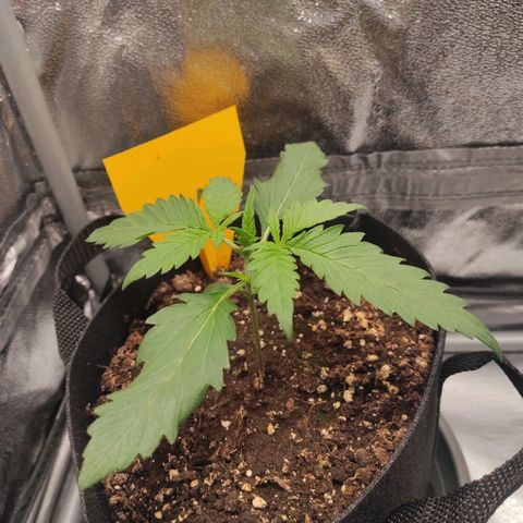 Diesel Automatic growlog timeline photo