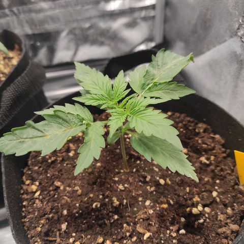Diesel Automatic growlog timeline photo