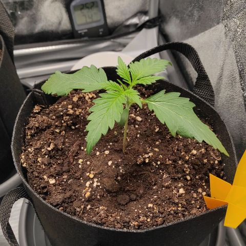 Diesel Automatic growlog timeline photo