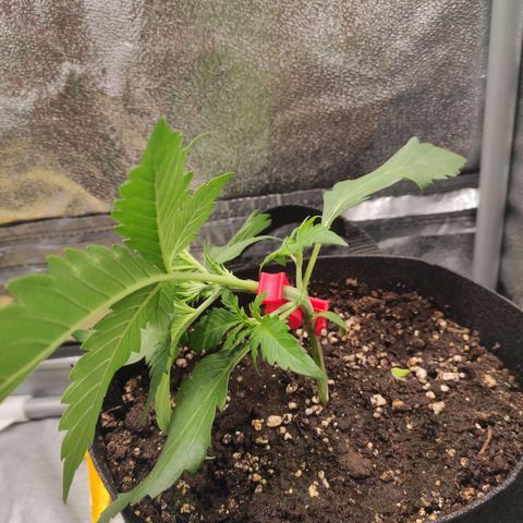 Diesel Automatic growlog timeline photo