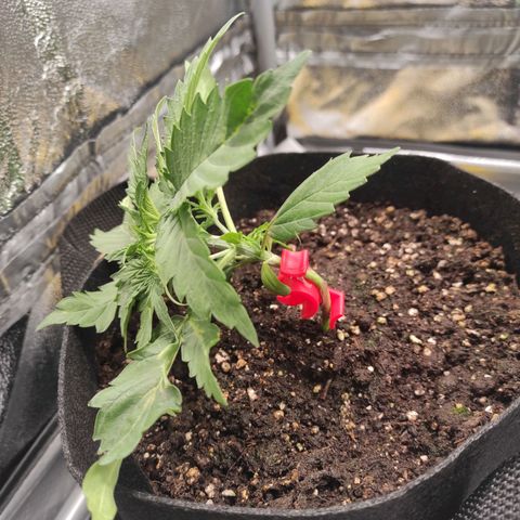 Diesel Automatic growlog timeline photo