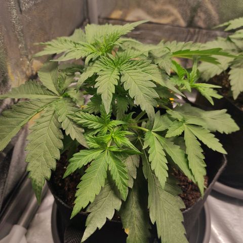 Diesel Automatic growlog timeline photo