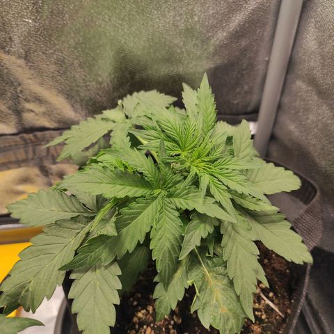 Diesel Automatic growlog timeline photo