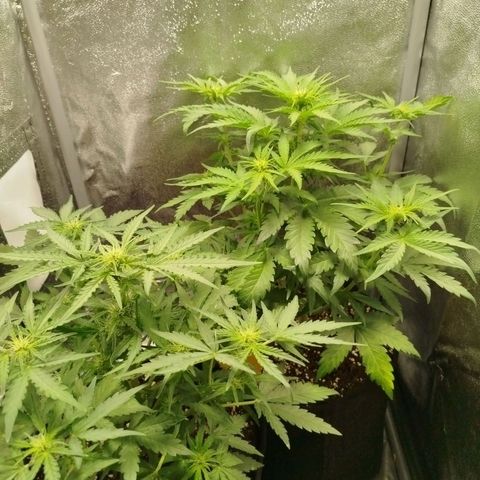 Diesel Automatic growlog timeline photo