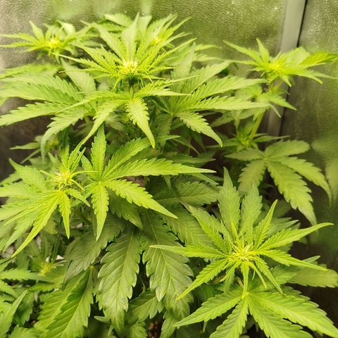Diesel Automatic growlog timeline photo
