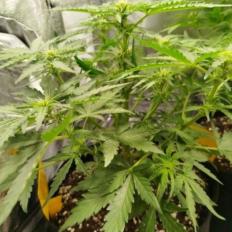 Diesel Automatic growlog timeline photo