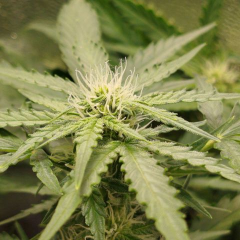 Diesel Automatic growlog timeline photo