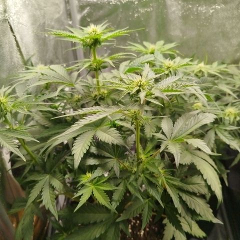 Diesel Automatic growlog timeline photo