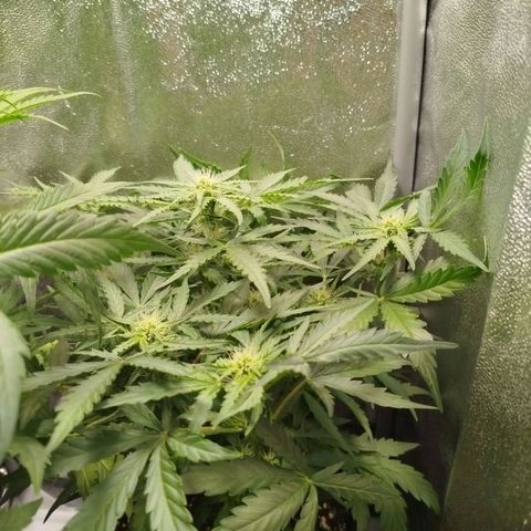Diesel Automatic growlog timeline photo
