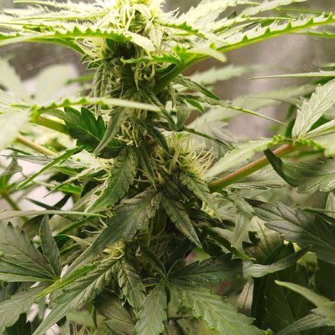 Diesel Automatic growlog timeline photo