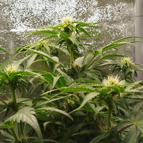 Diesel Automatic growlog timeline photo