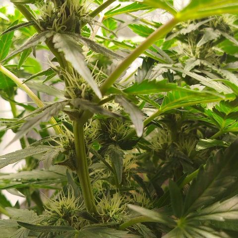 Diesel Automatic growlog timeline photo