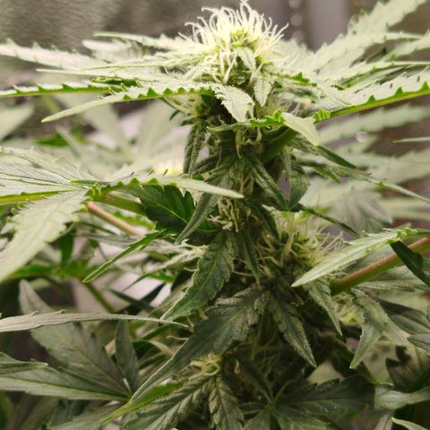 Diesel Automatic growlog timeline photo