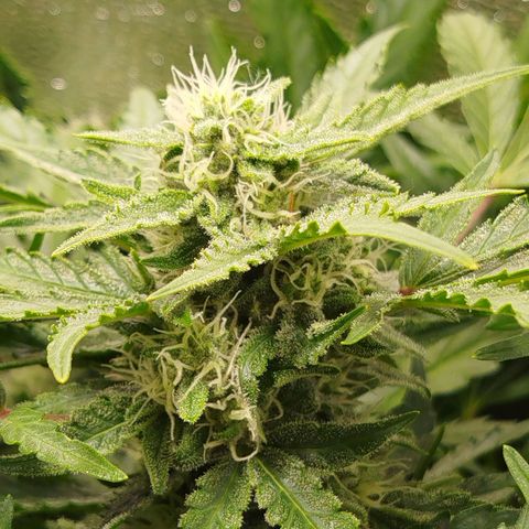 Diesel Automatic growlog timeline photo