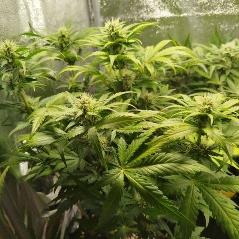 Diesel Automatic growlog timeline photo