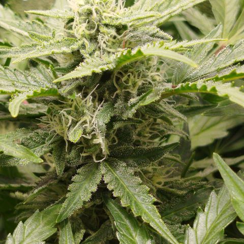 Diesel Automatic growlog timeline photo
