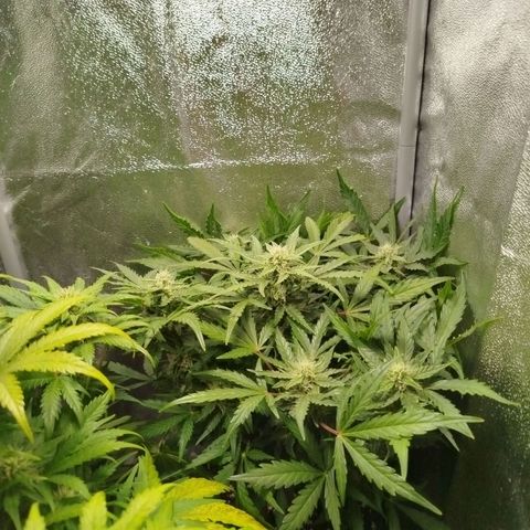 Diesel Automatic growlog timeline photo