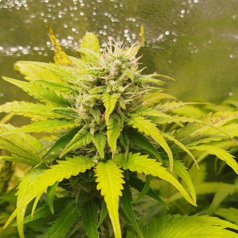 Diesel Automatic growlog timeline photo