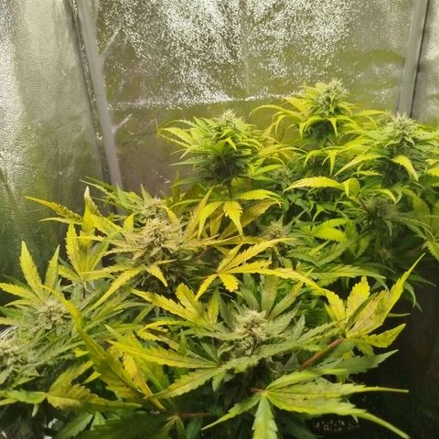 Diesel Automatic growlog timeline photo