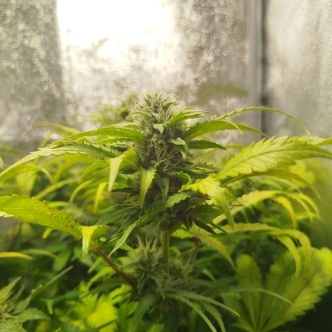 Diesel Automatic growlog timeline photo