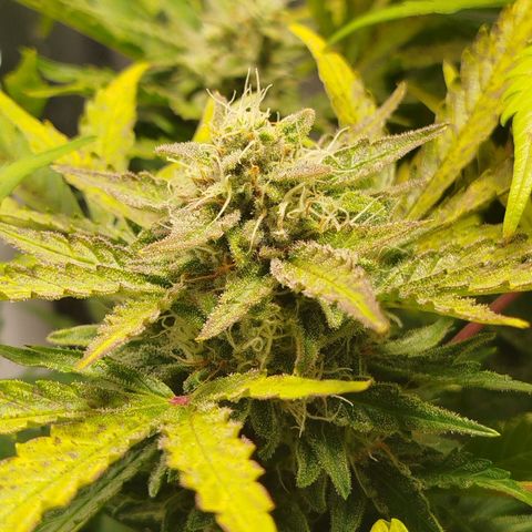 Diesel Automatic growlog timeline photo