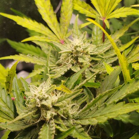 Diesel Automatic growlog timeline photo