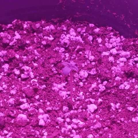 #1 Jane  growlog photo: Tá desenvolvendo muito bem reta e durinha 